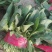 菠菜20~25厘米