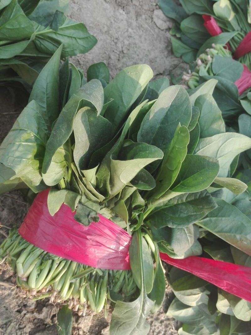 菠菜20~25厘米