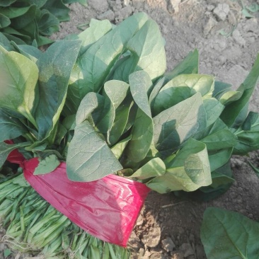 菠菜20~25厘米