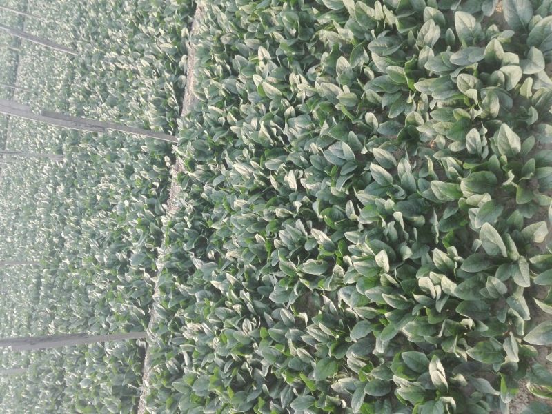 菠菜20~25厘米