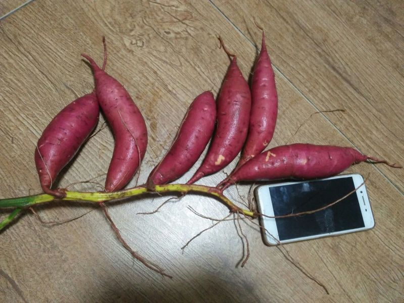 心香红薯苗，香薯苗，板栗薯苗，哈密苗，蜜薯苗，产地