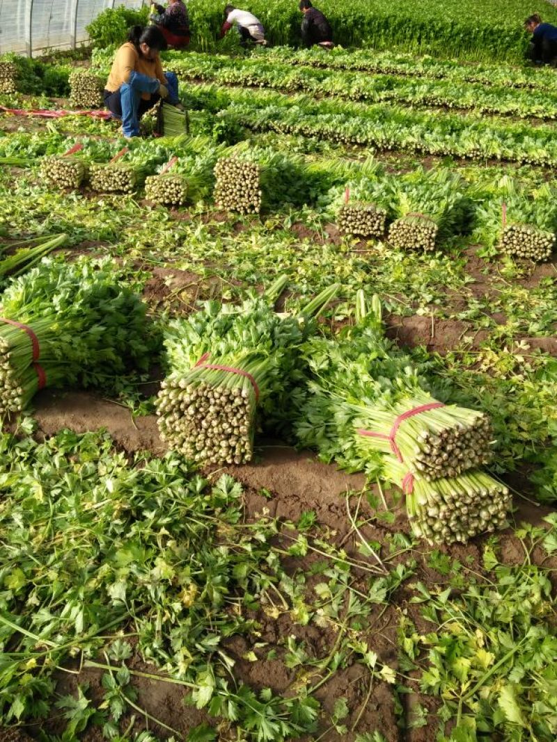 美国文图拉芹菜55cm以上，货源充足，各种包装都有