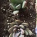 中伟生物禽畜粪便60%(3-3-1)20kg*50袋