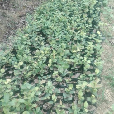 软枝油茶苗30~50cm