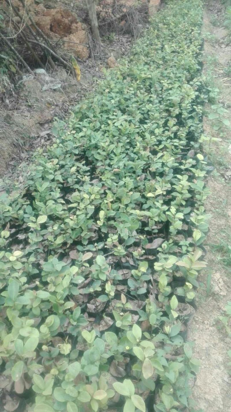 软枝油茶苗30~50cm