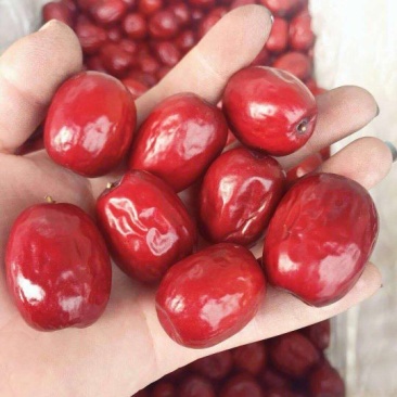 板枣三级干枣