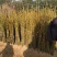 核桃苗150~200cm二年苗
