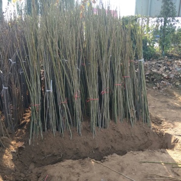 核桃苗150~200cm二年苗