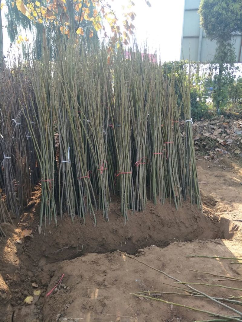 核桃苗150~200cm二年苗