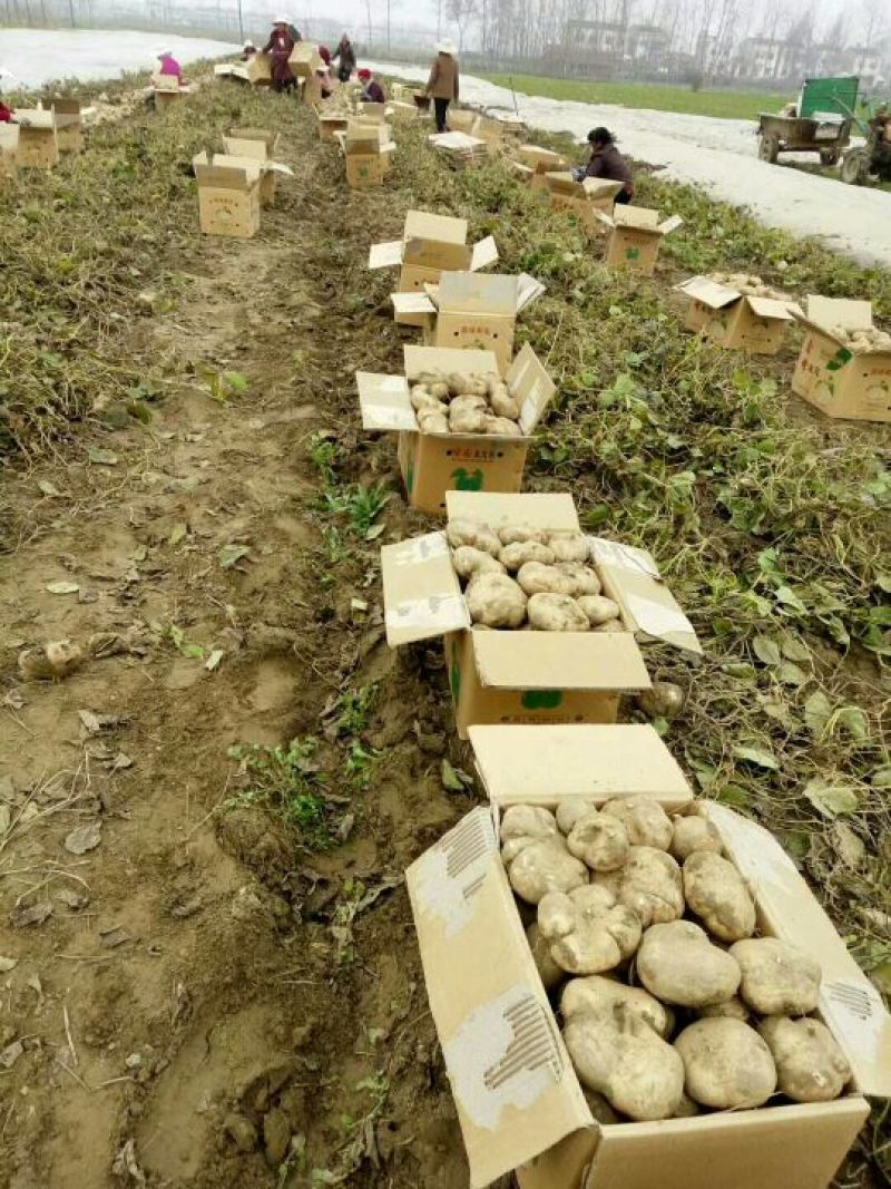 湖北精品凉薯，沙地种植香甜可口，合作社产地批发，，，，，