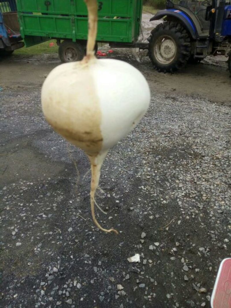 湖北精品凉薯，沙地种植香甜可口，合作社产地批发，，，，，