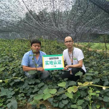 红阳猕猴桃苗提供技术指导