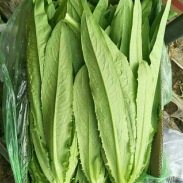 红香油麦菜30~35厘米以上