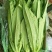 红香油麦菜30~35厘米以上