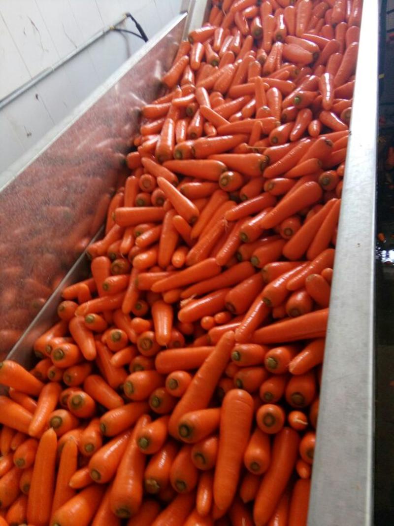 三红胡萝卜2两以上水洗的10厘米以上红