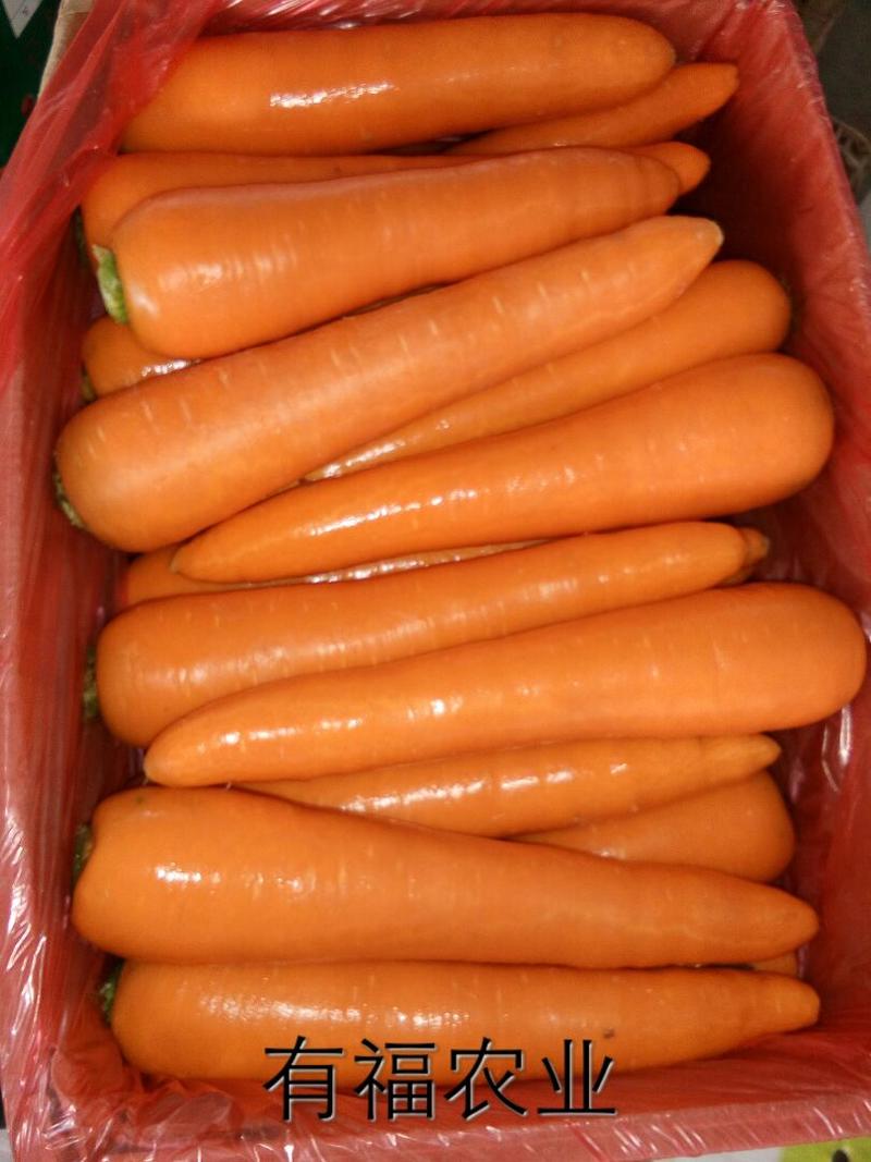 三红胡萝卜2两以上水洗的10厘米以上红