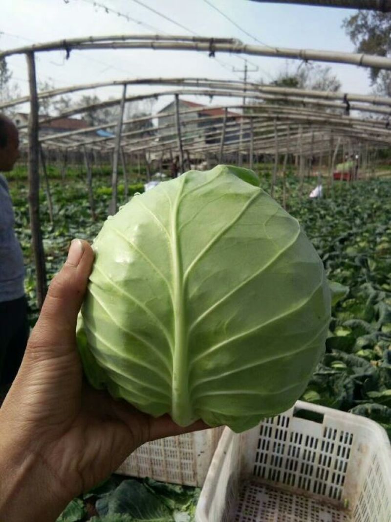 富强甘蓝！中甘旺旺甘蓝球形好颜色绿！二斤左右质量杠杠滴！