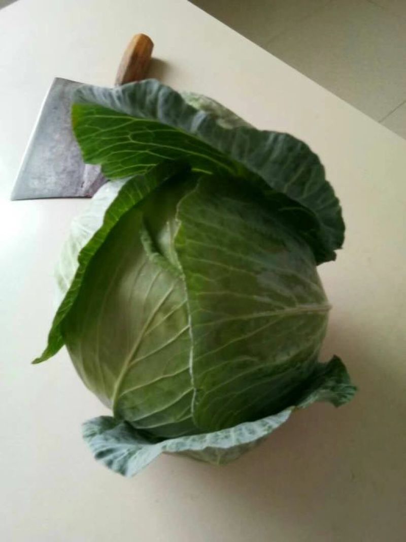 湖南岳阳精品甘蓝，扁包菜产地直供，量大从优欢迎咨询