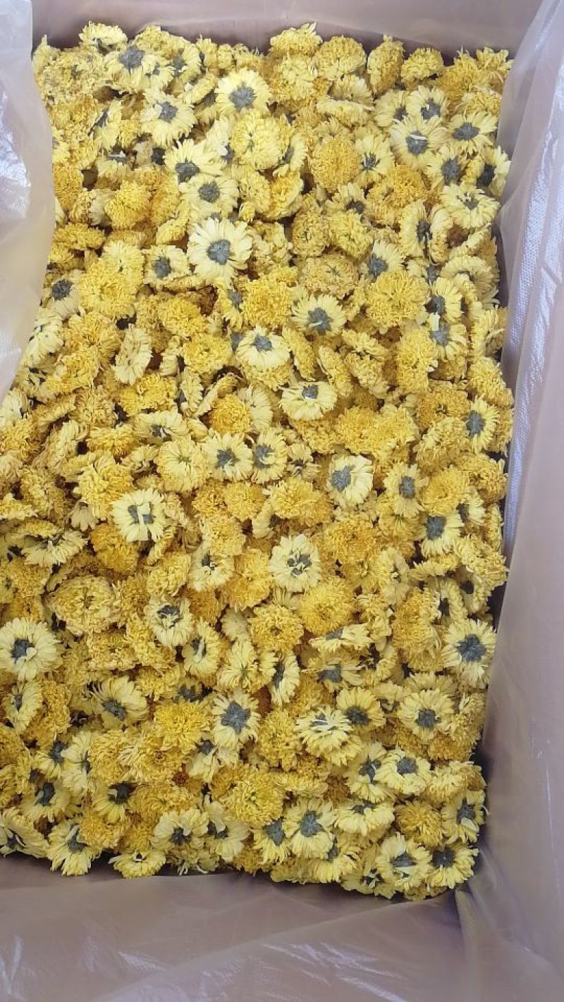 菊花茶一级