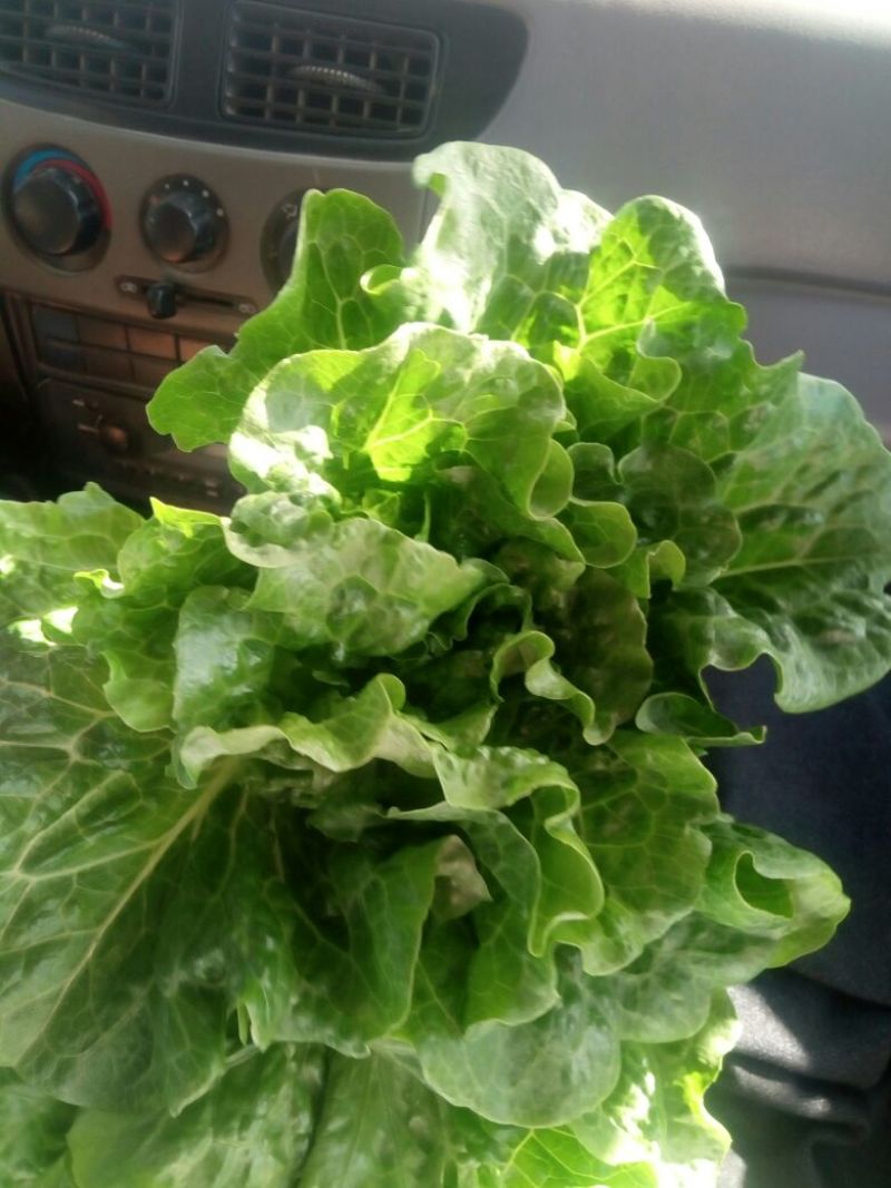 意大利生菜3两~4两