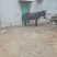 马骡300~400kg