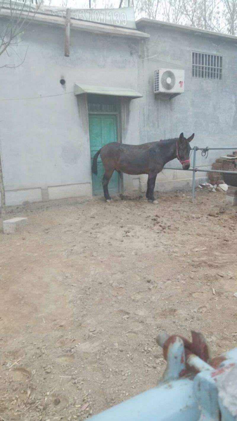 马骡300~400kg