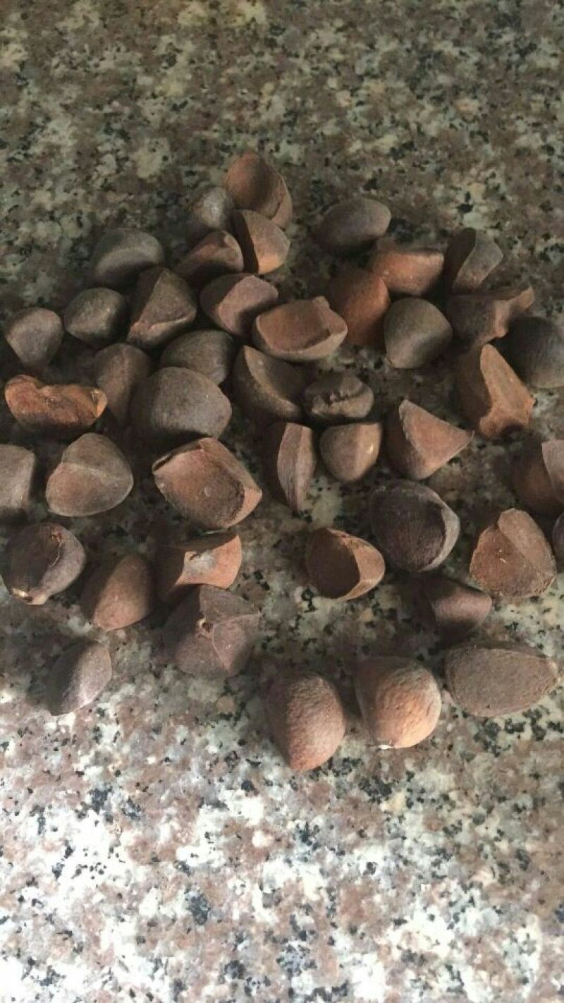 山茶果中籽