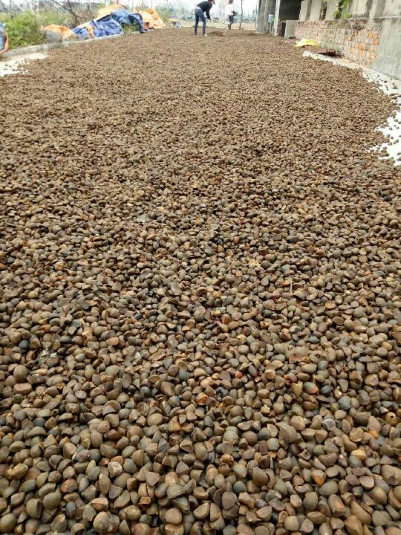 山茶果中籽