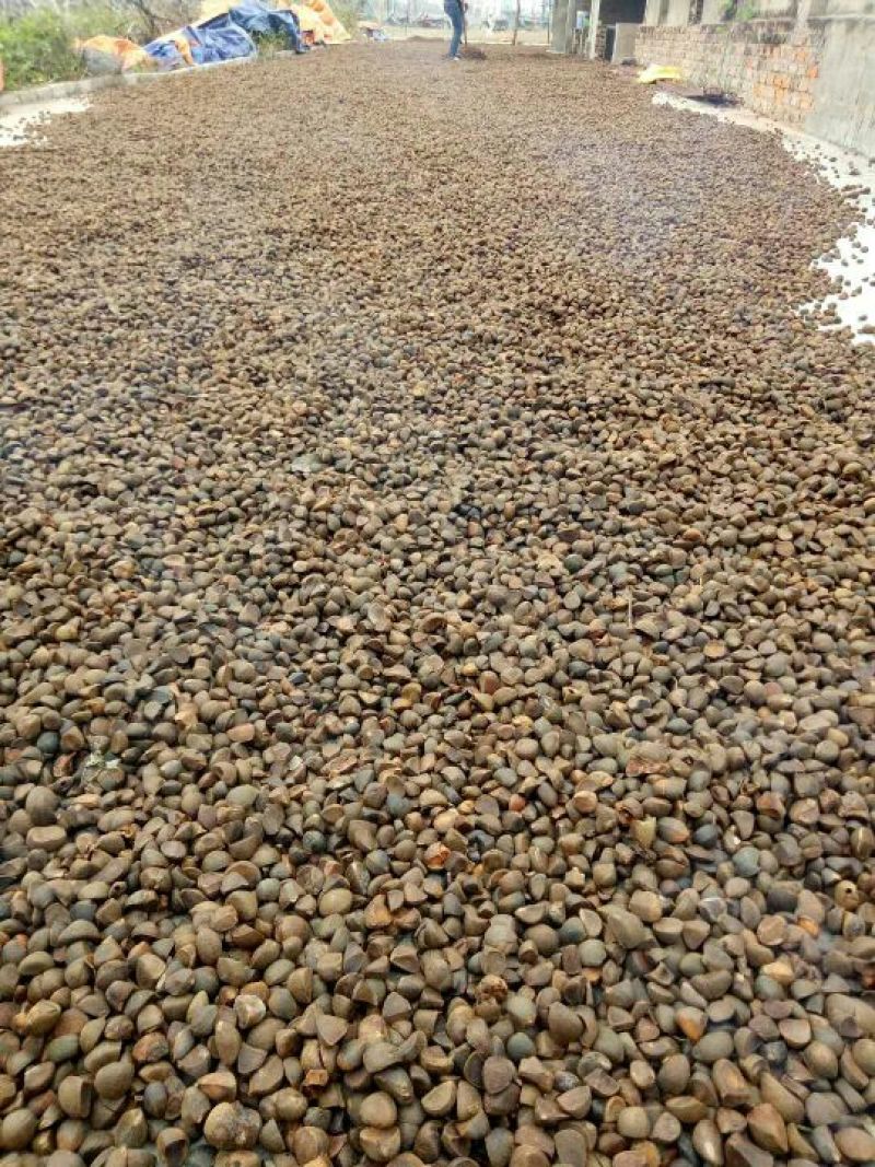 山茶果中籽