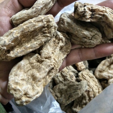 野生天麻一级