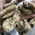 野生天麻一级