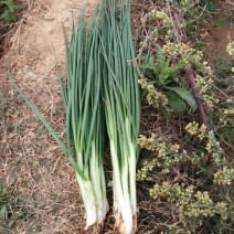 小葱40~45cm