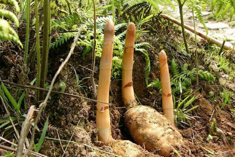 野生天麻一级