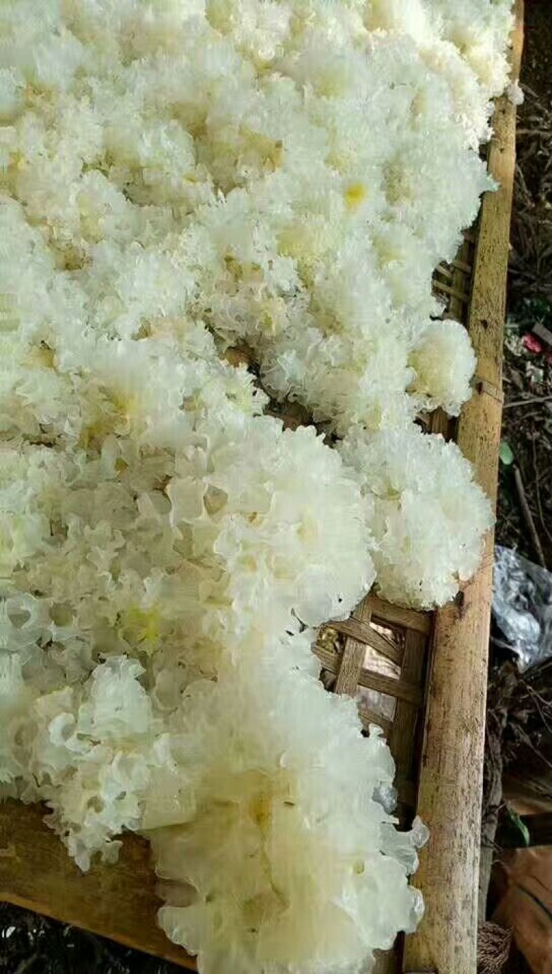 通江银耳一级