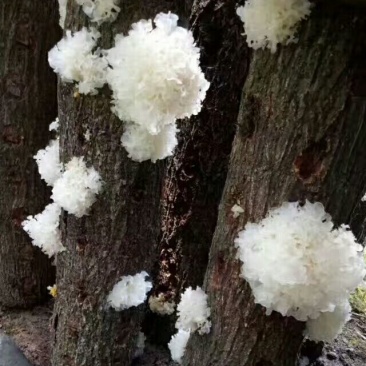 通江银耳一级