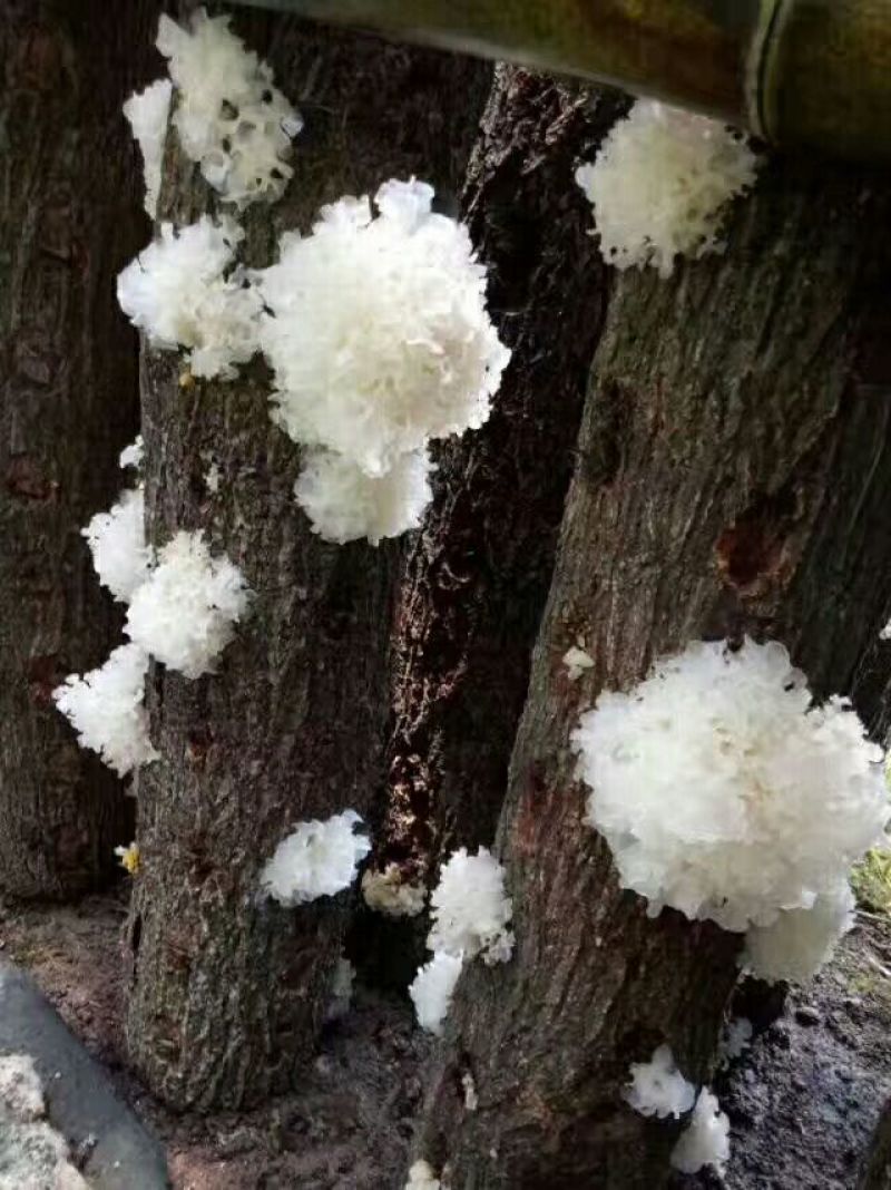 通江银耳一级