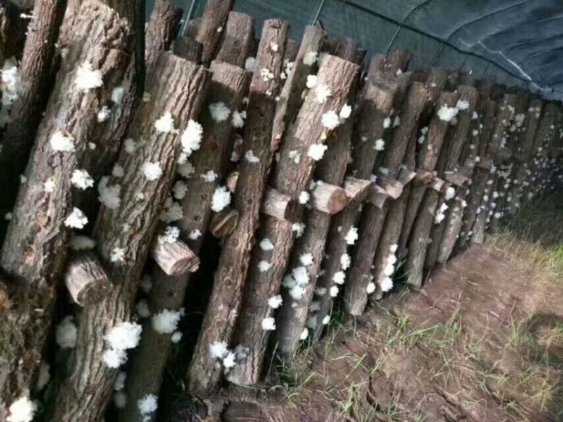 通江银耳一级