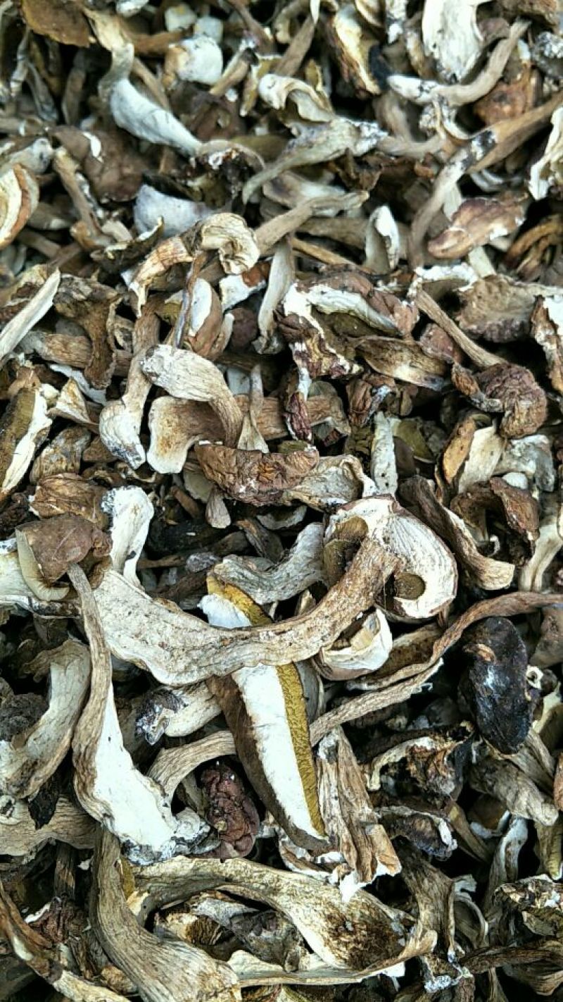 牛肝菌一级羊肚菌
