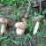 牛肝菌一级羊肚菌