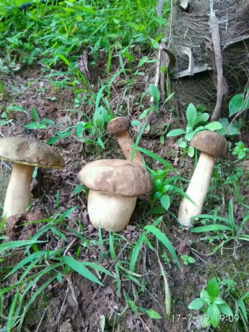 牛肝菌一级羊肚菌