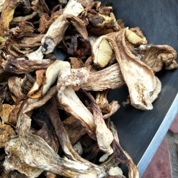 牛肝菌一级羊肚菌