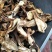 牛肝菌一级羊肚菌