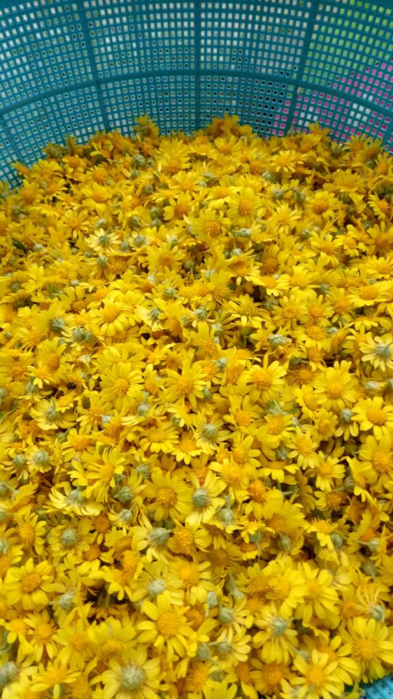 野菊花散装
