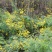 野菊花散装