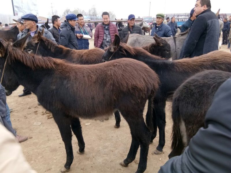 毛驴200斤左右的，欢迎各位客商前来参观选购