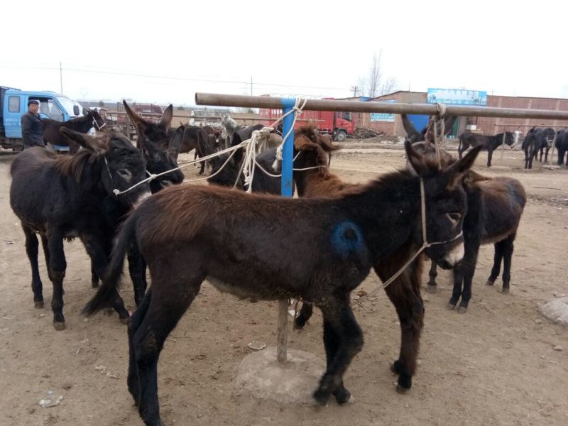 毛驴200斤左右的，欢迎各位客商前来参观选购