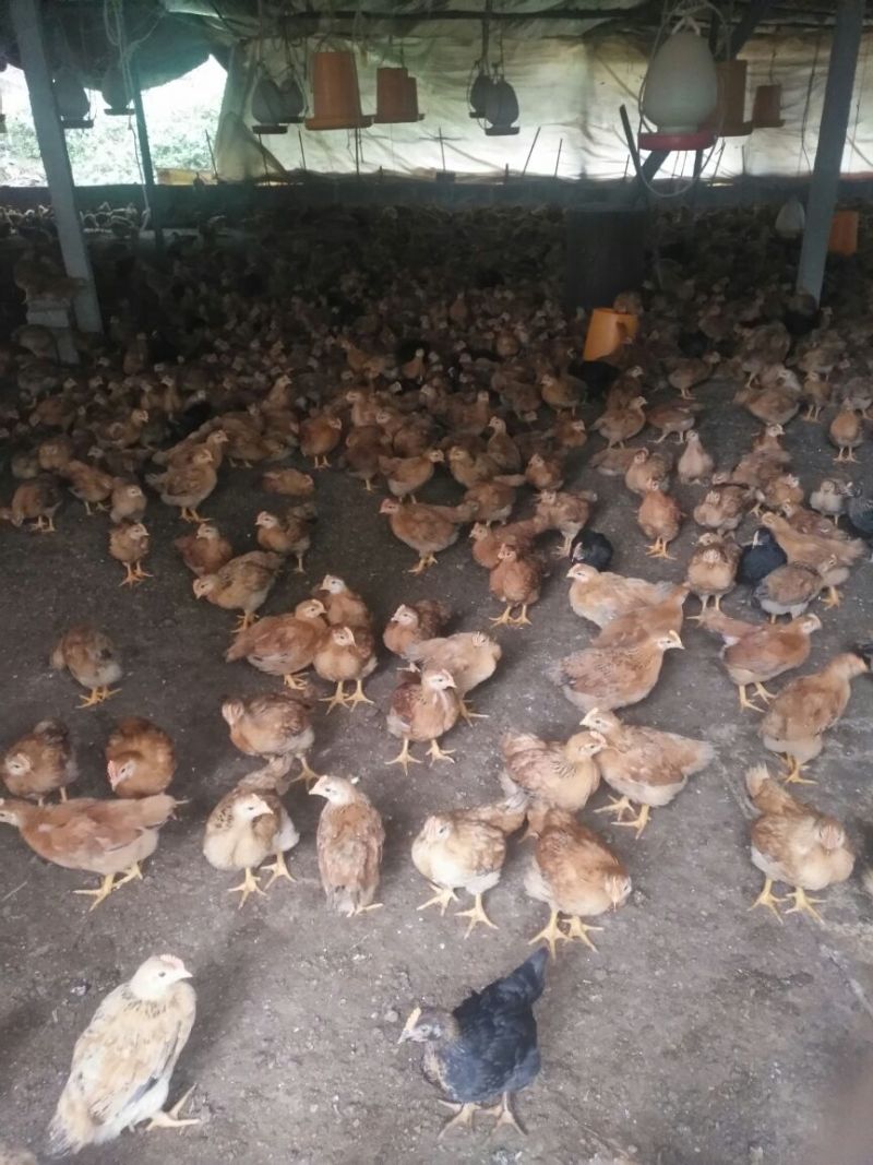 阉鸡苗500克以上脱温苗通货