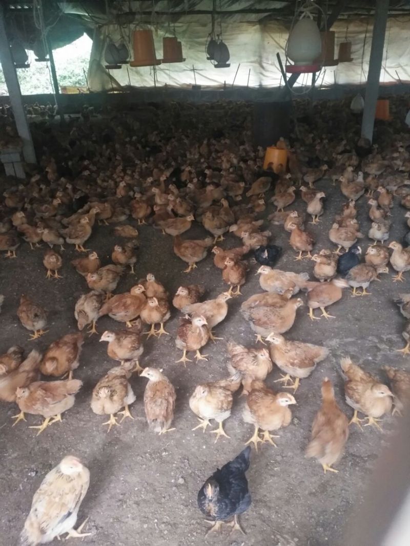 阉鸡苗500克以上脱温苗通货