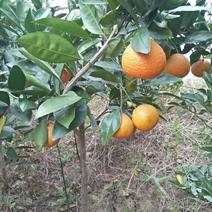 桔子树50~80cm盆栽橘子树