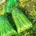 法国皇后芹菜60cm以上
